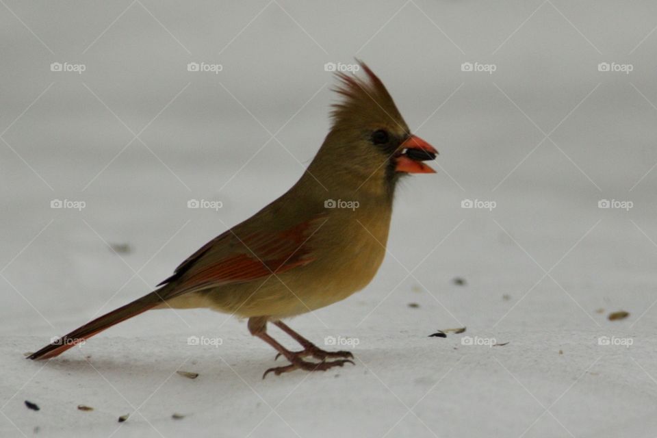 Baby it's cold outside