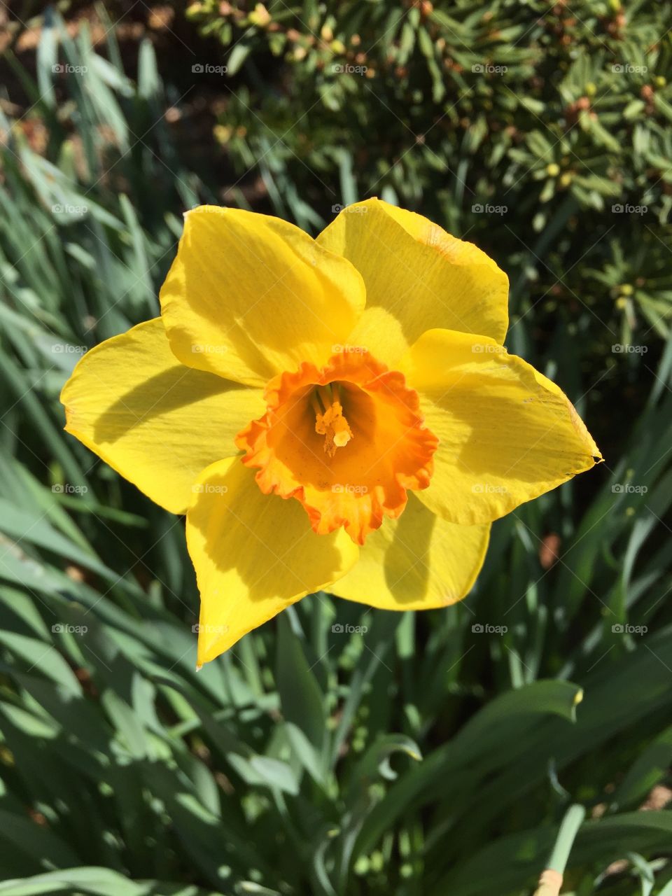 Yellow Flower. A yellow flower