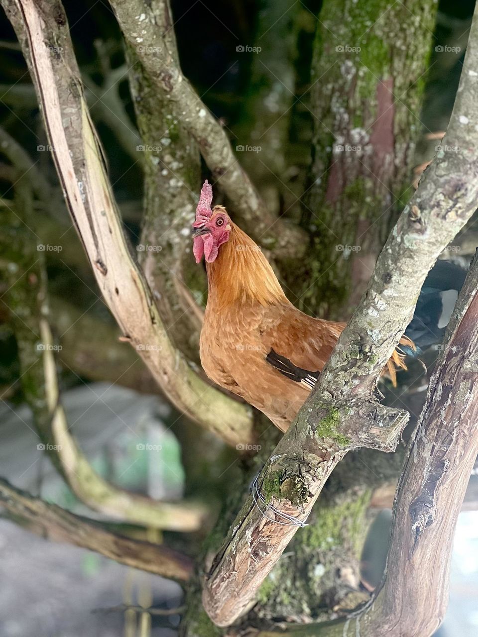 Rooster in the tree 