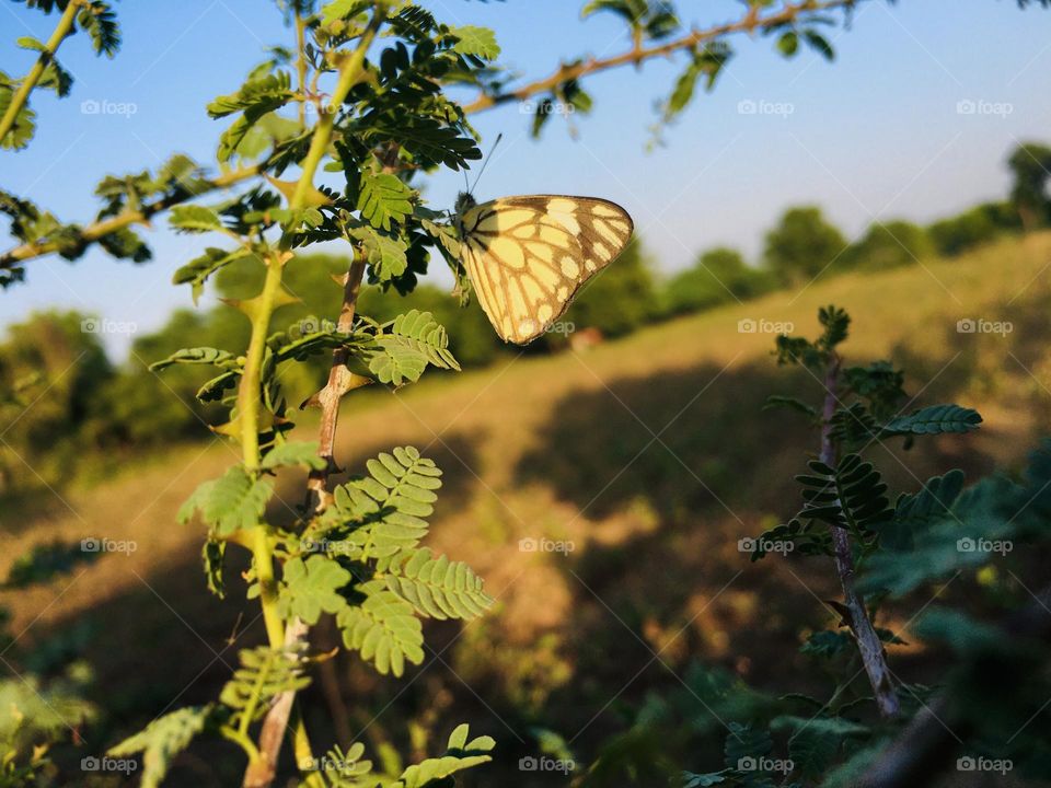 Butterfly 🦋