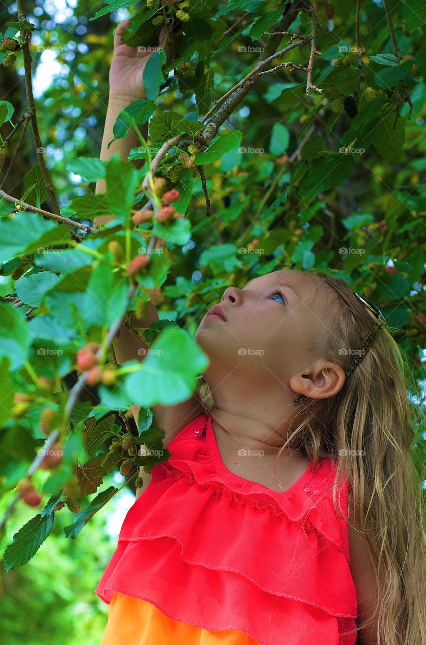 picking mulberries. Girl picking mulberries