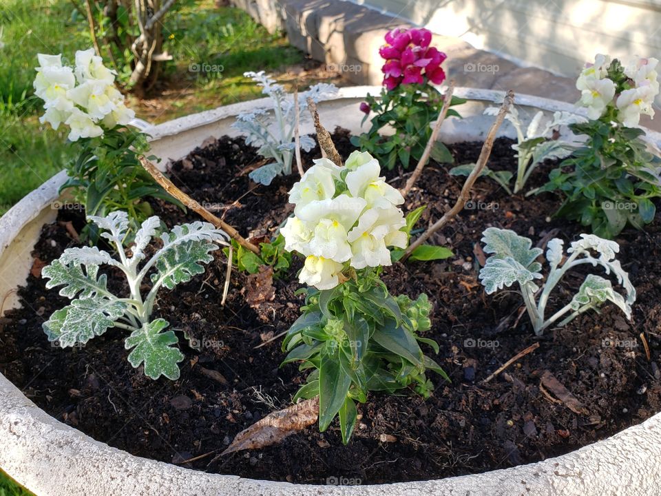 Planting spring flowers