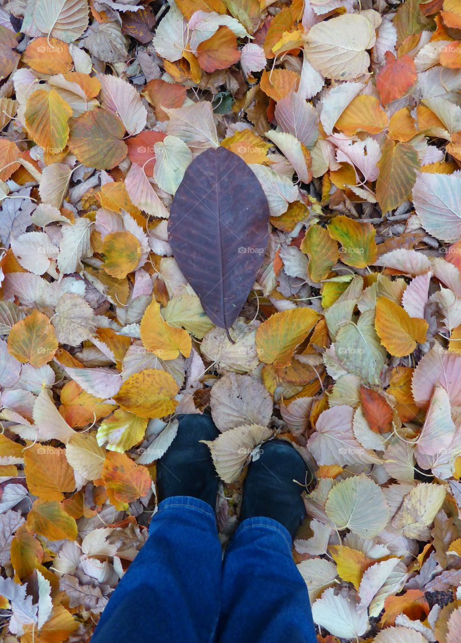 autumn leaves