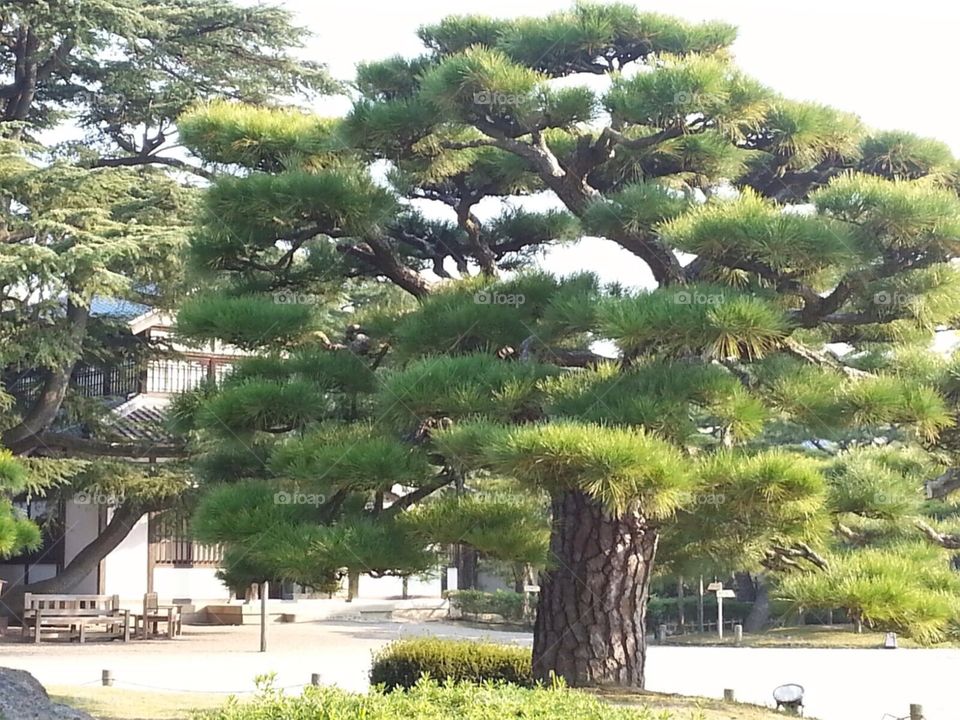Un arbre du Japon. Ville de Kyoto.
A tree from Japan, from Kyoto.