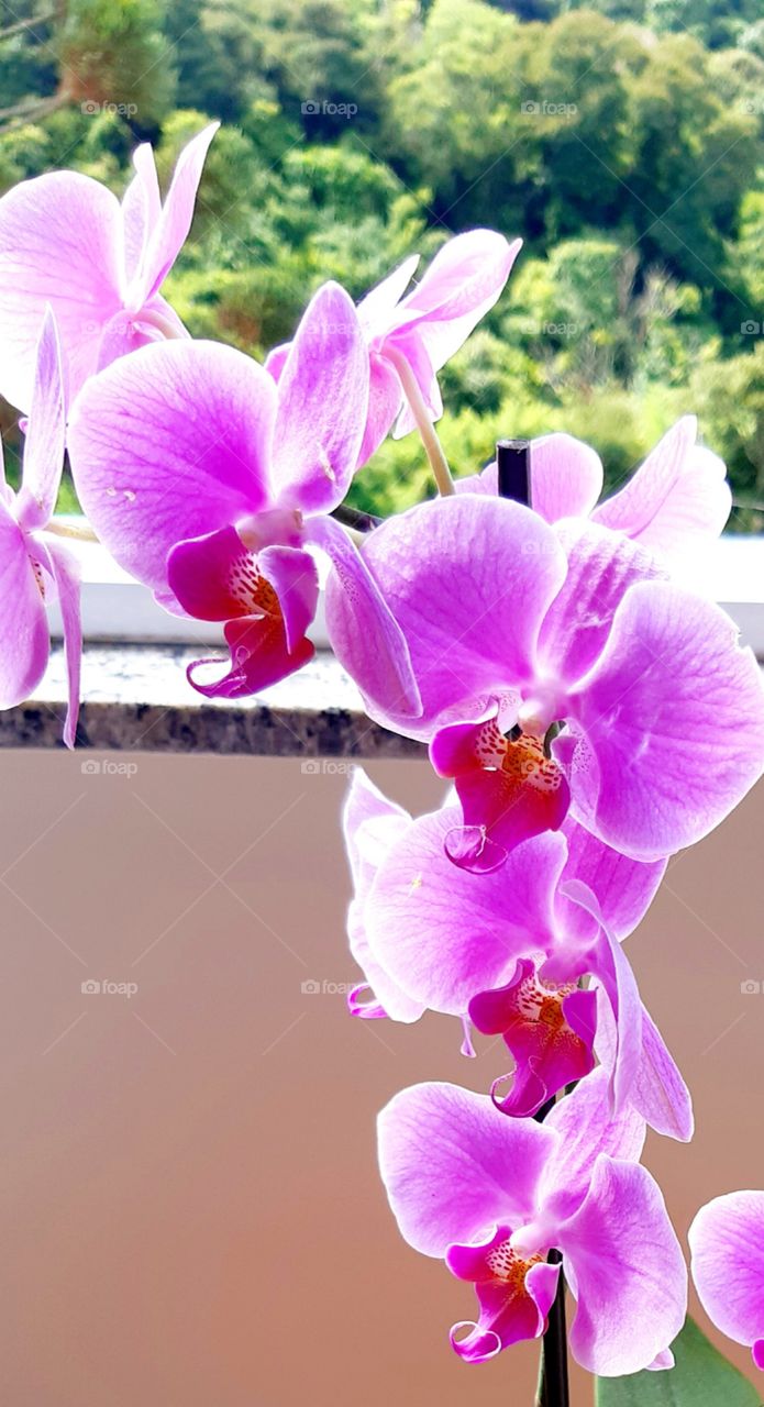 Linda e delicada orquídea com cores vibrantes que atraem nosso olhar.