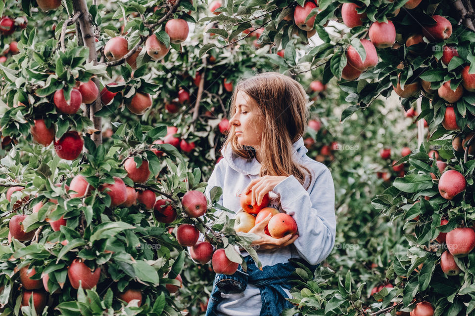 Young woman picking apples