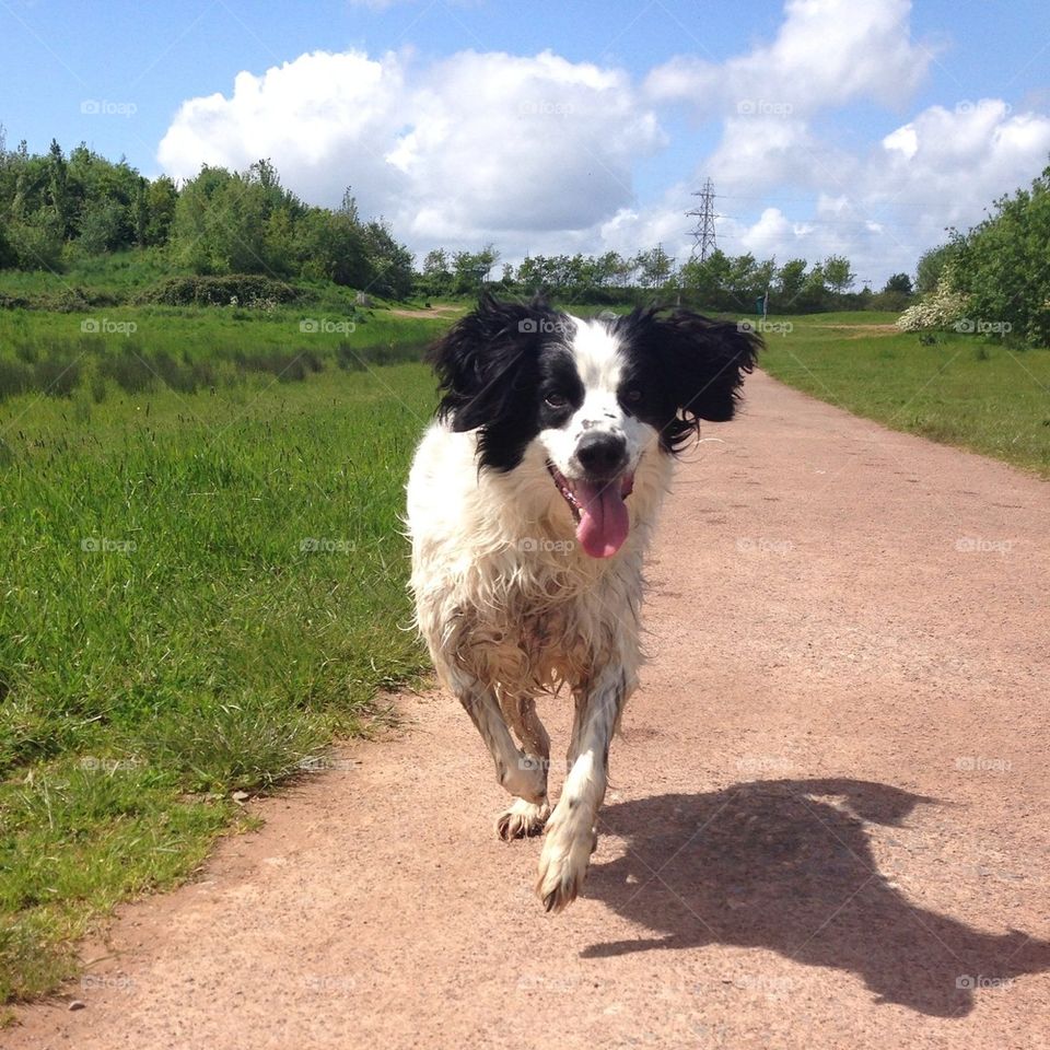 Dog running with his tongue flopping