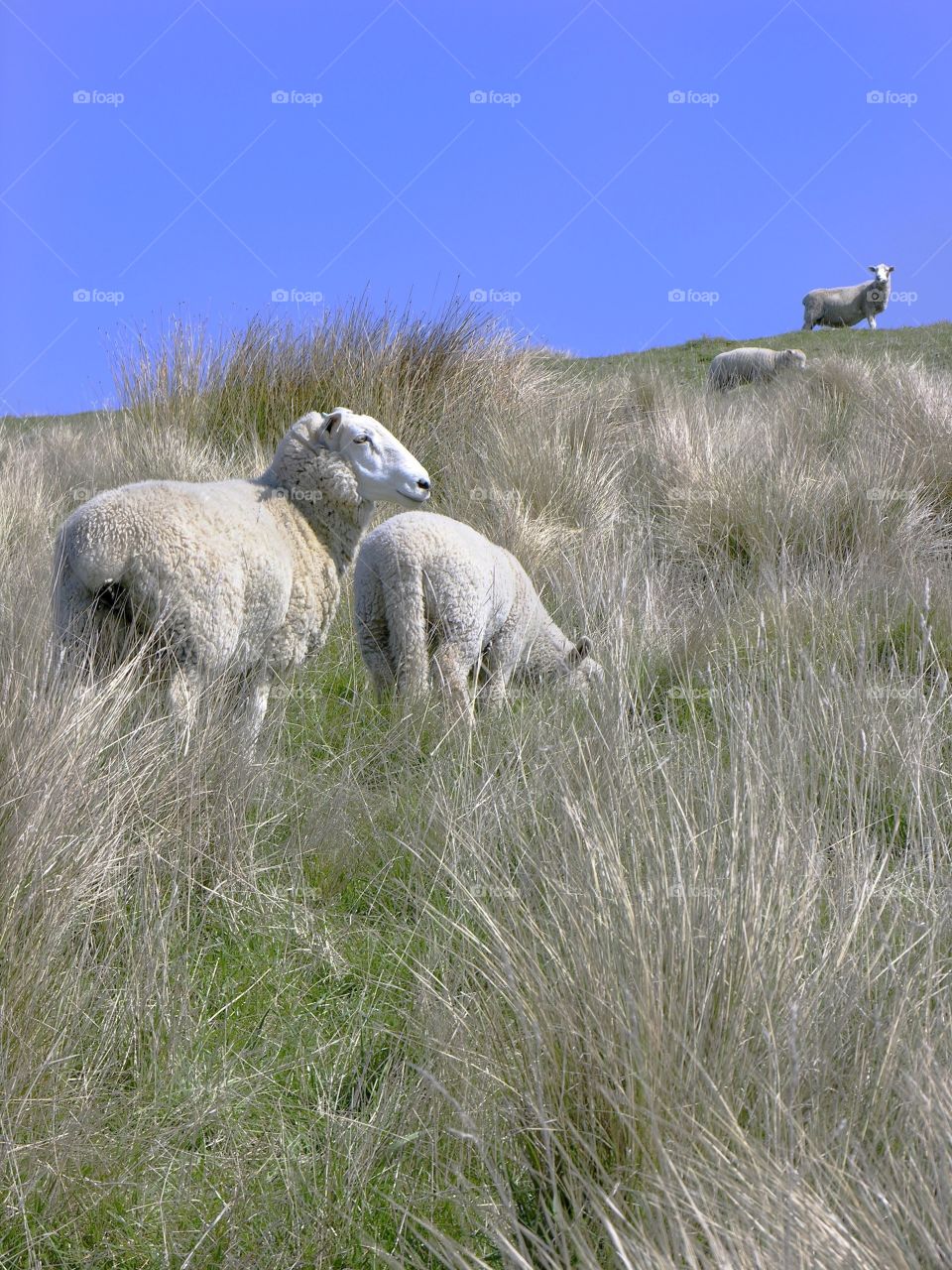 kiwi sheep