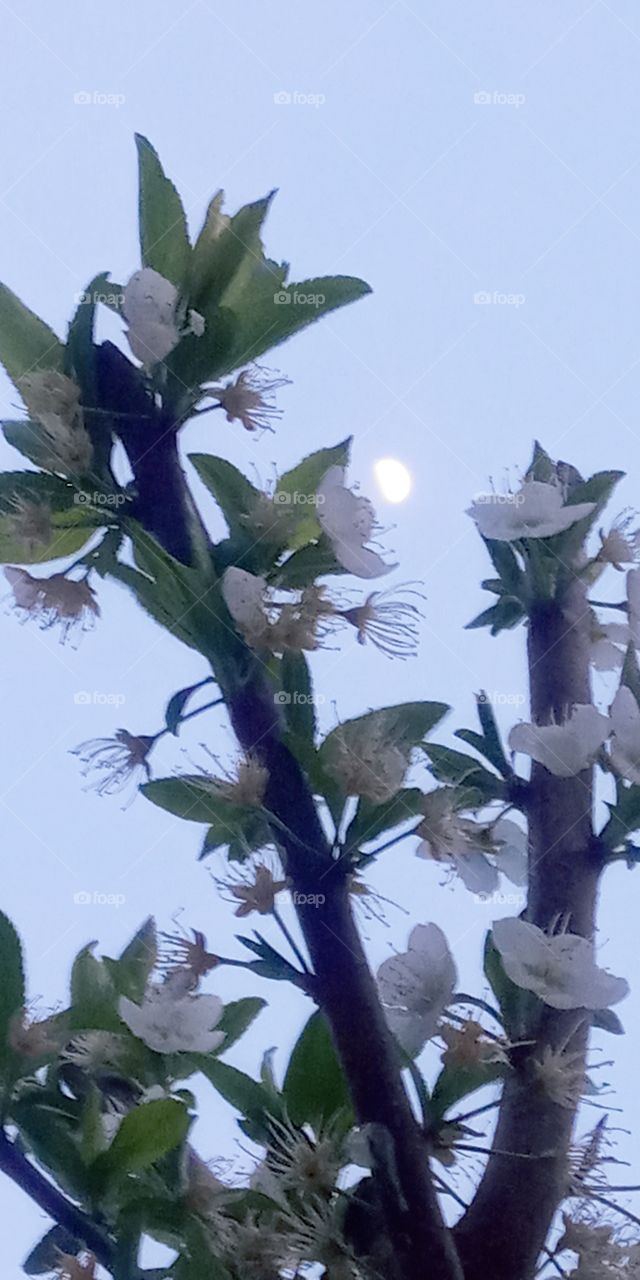 the moonlight on the cherry blossoms flower.