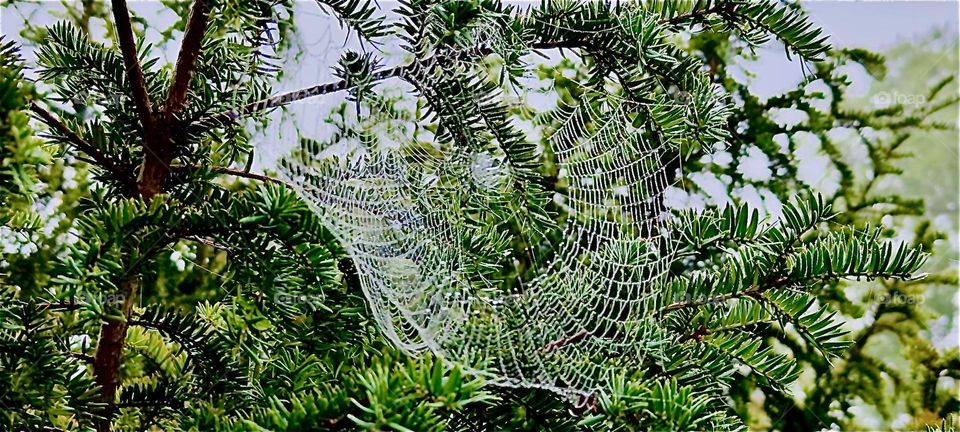 The spiders have been busy weaving their nets just in time for Indian summer in this lovely garden in “Bavaria”, Germany. 2023. Hypnotic Productions