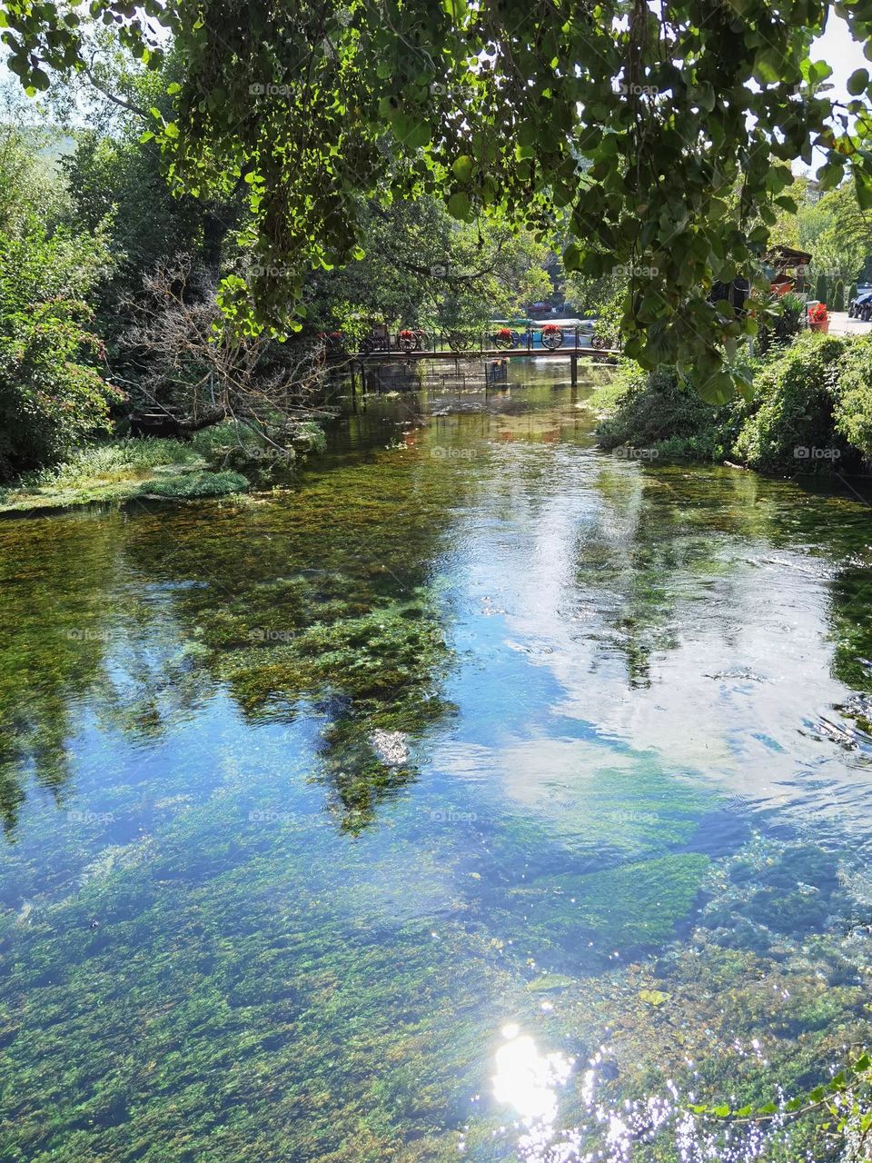 Green trees and green algae