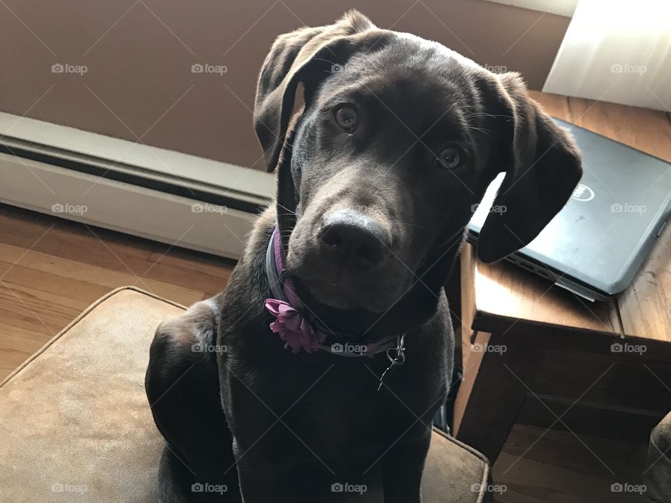 Chocolate Labrador 