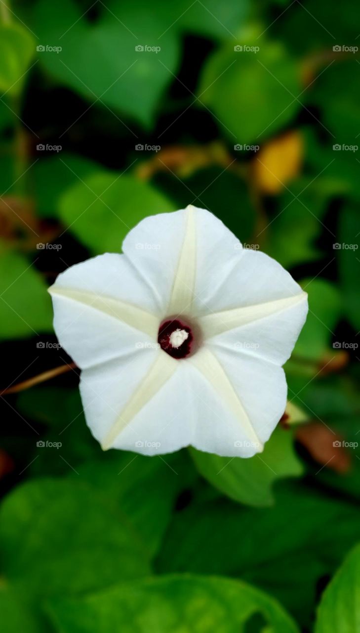 Ipomoea obscura is a species of flowering plant of the genus Ipomoea. This plant is a foreign plant species in the form of lianas and comes from America