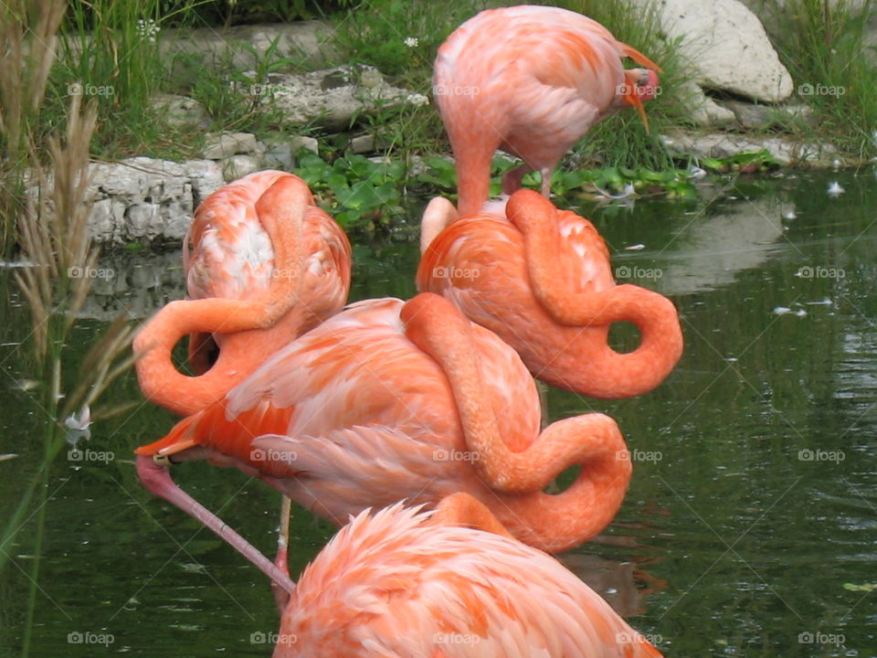Flamingos