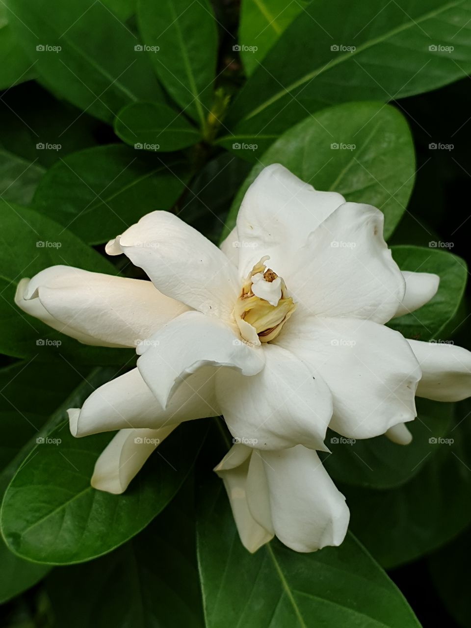 beautiful flowers in my garden