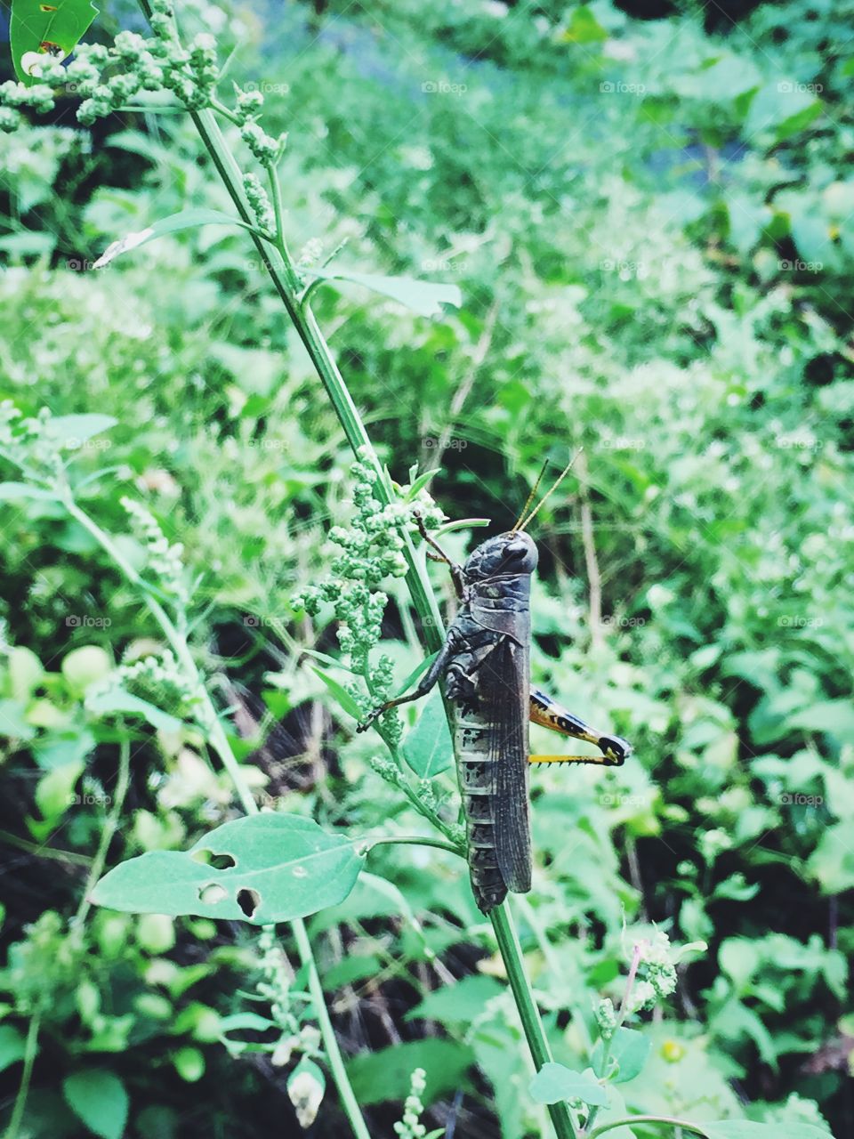 StickBug. Captured while walking my dog on the parkway behind my house :) beautiful nature 