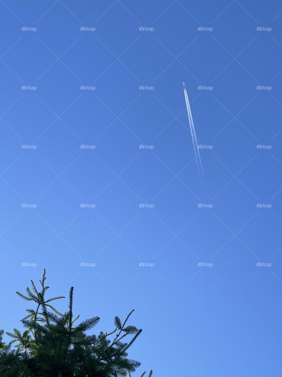 Clear sky with aeroplane and bright green tree