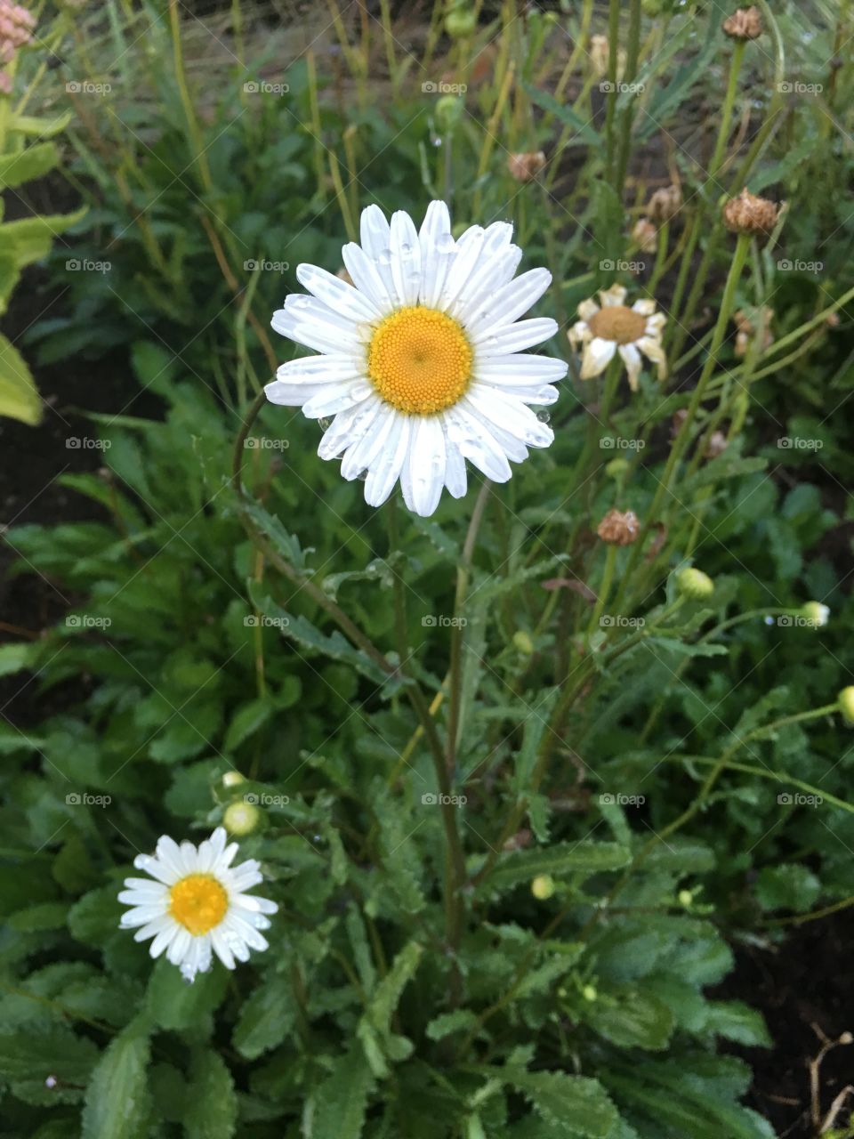 Daisies