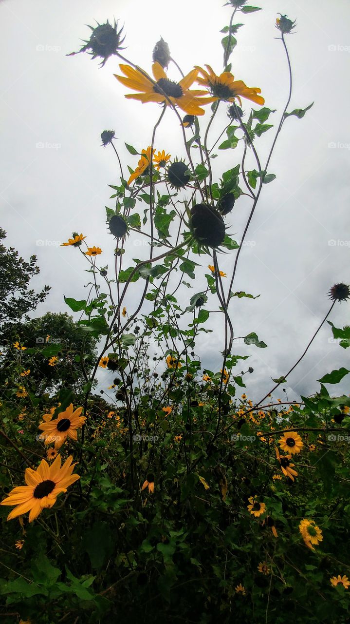 Sunflowers