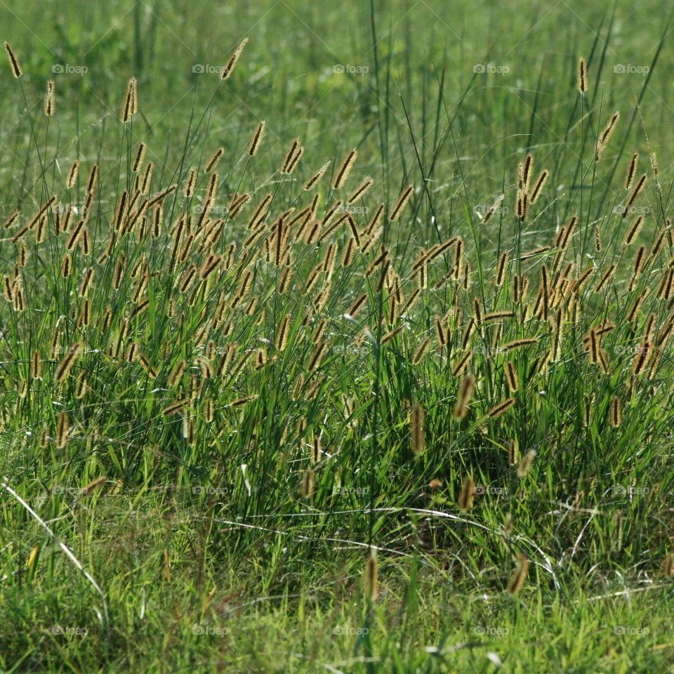 foxtail grass