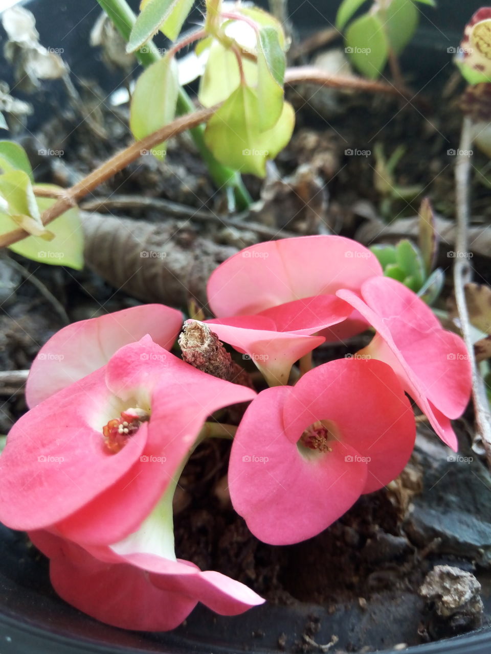 Flower, Nature, Flora, No Person, Garden