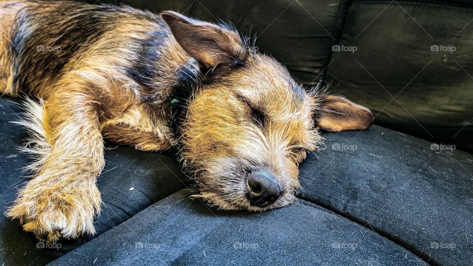 dog sleeping on couch