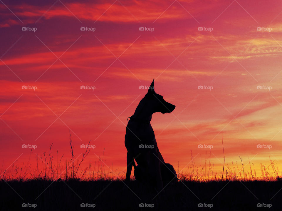 Sunset dog