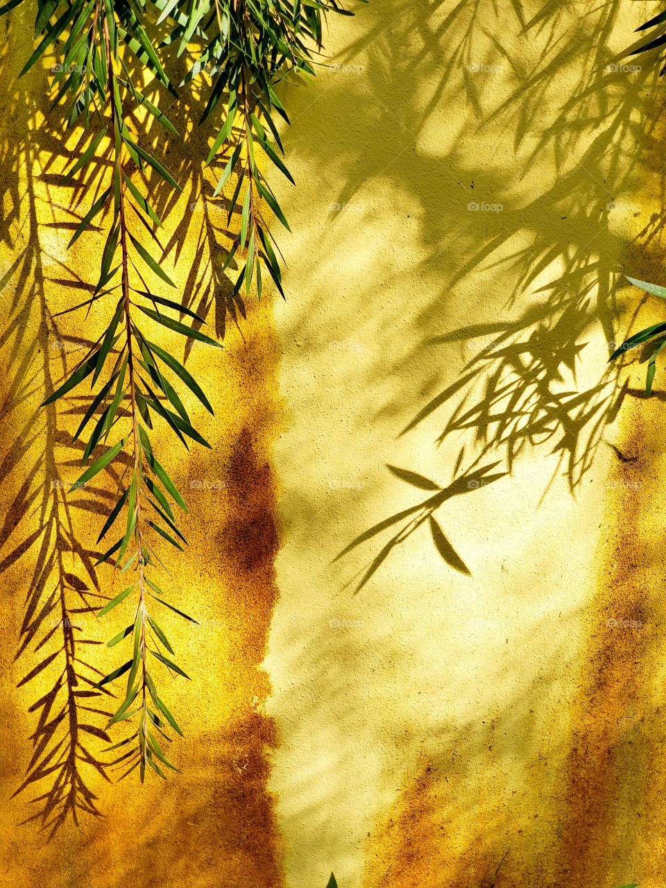 Rusty wall with leaves and shadows