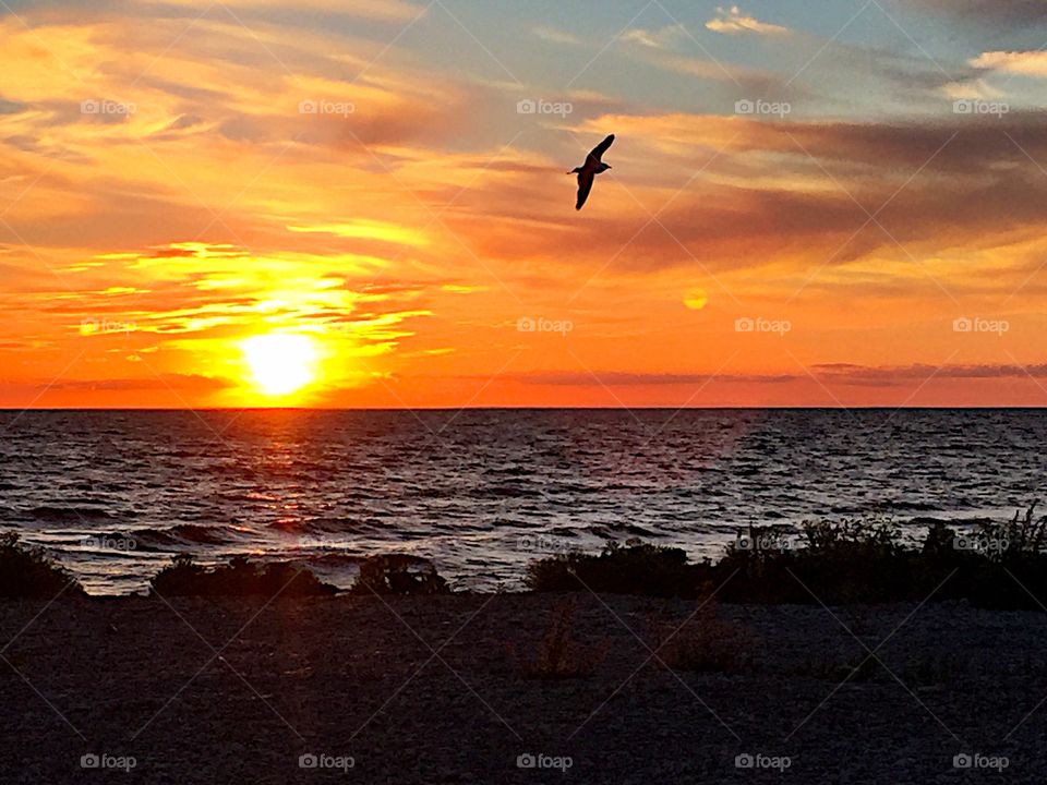 The bird and sunset! 