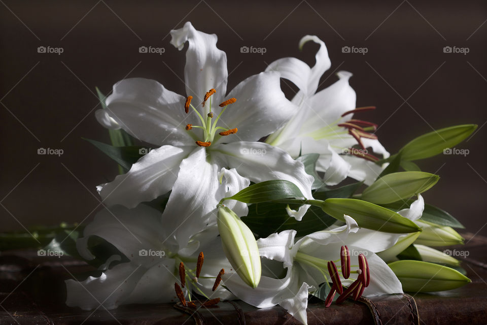 White lilies