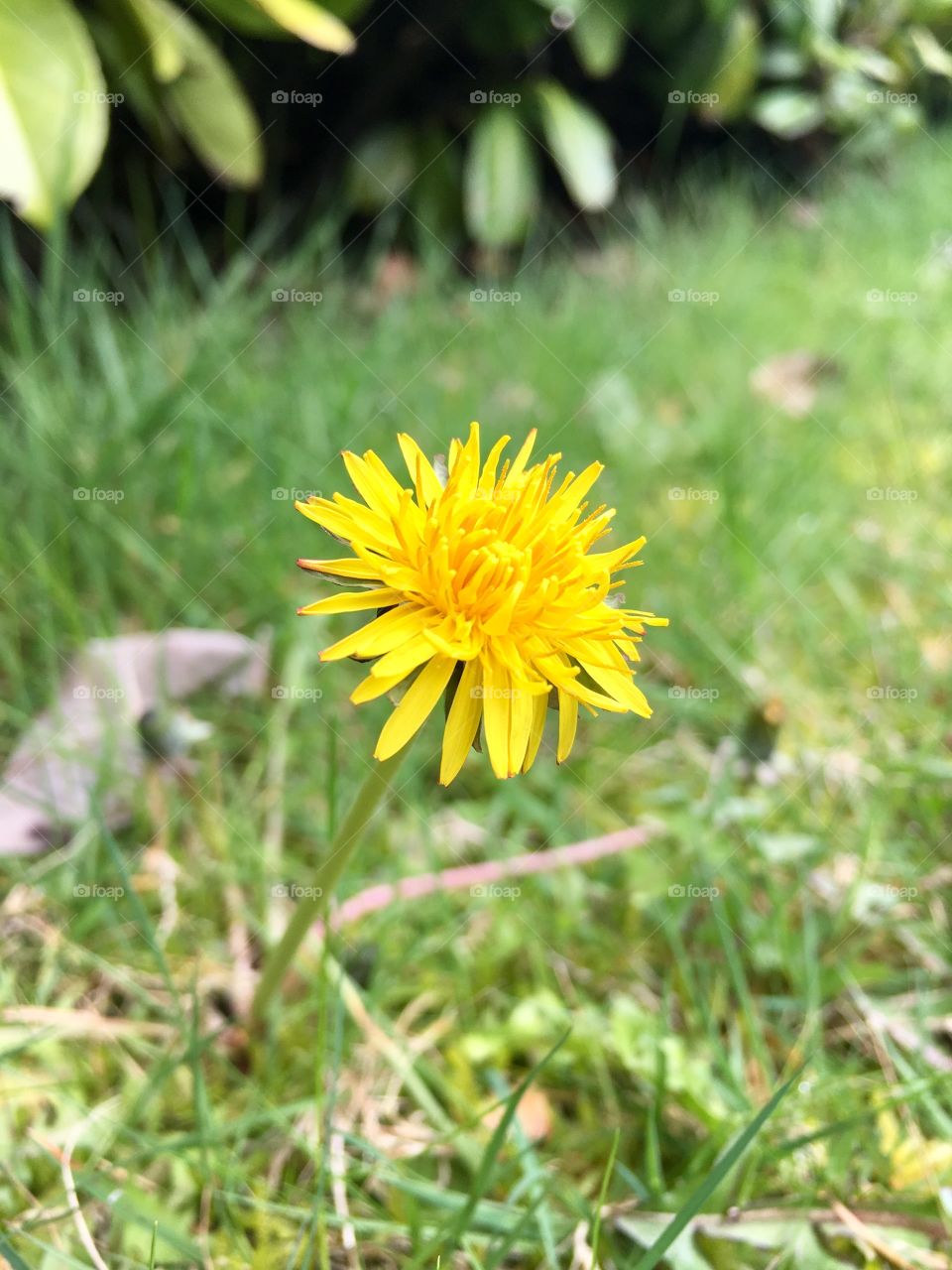 Dandelion 