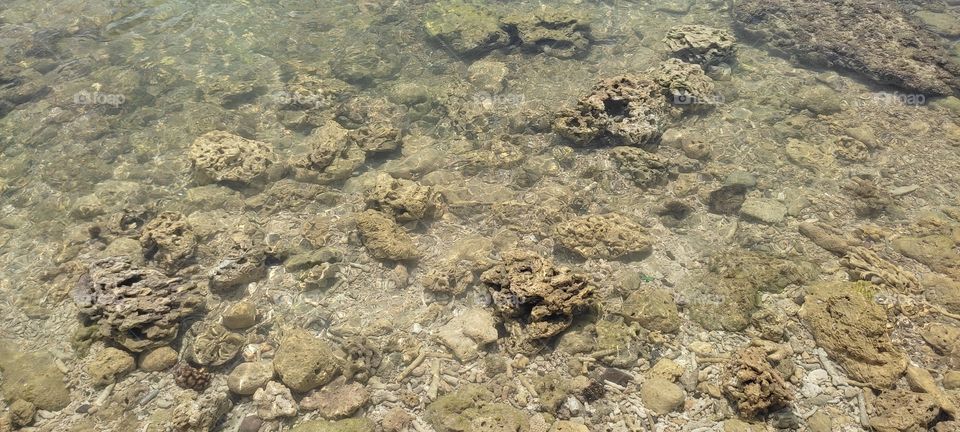 beautiful coral reefs by the sea of pangandaran