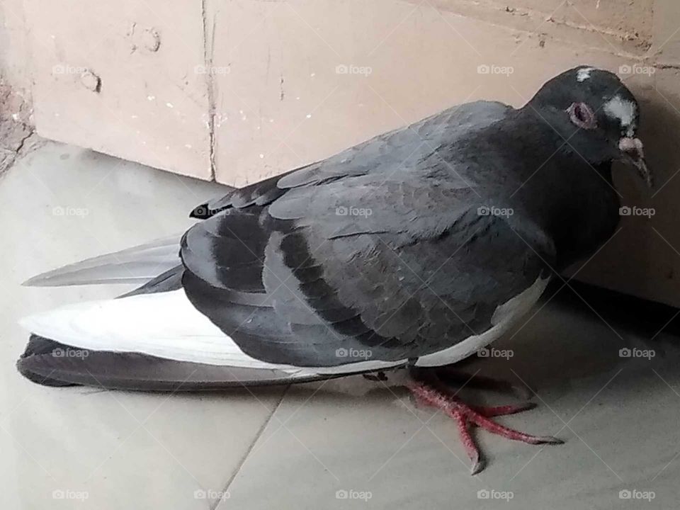 A pigeon in my room
