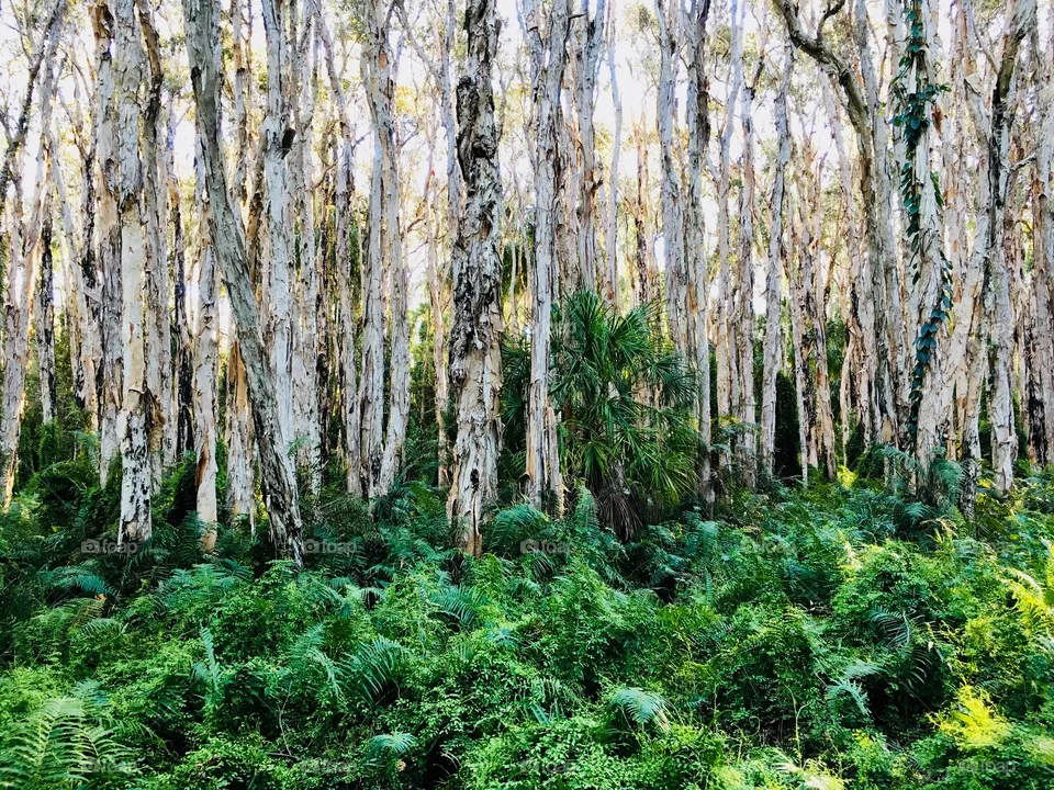 Paperbark forest 