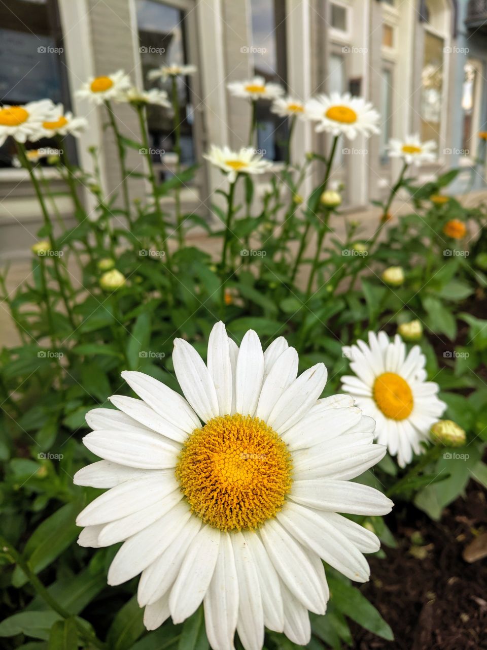 daisies