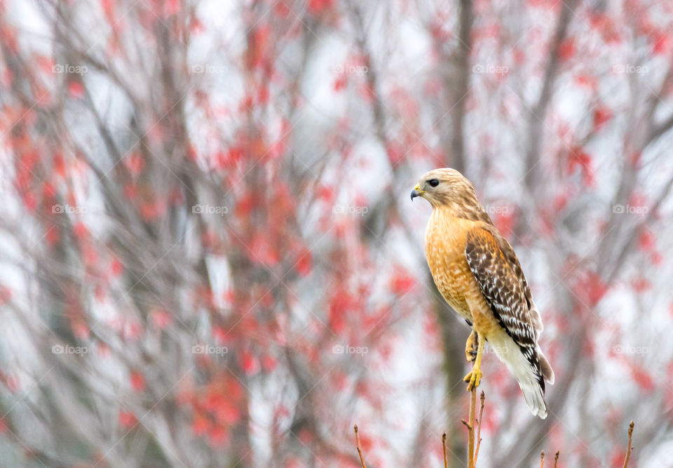 Hawk in a Treetop 