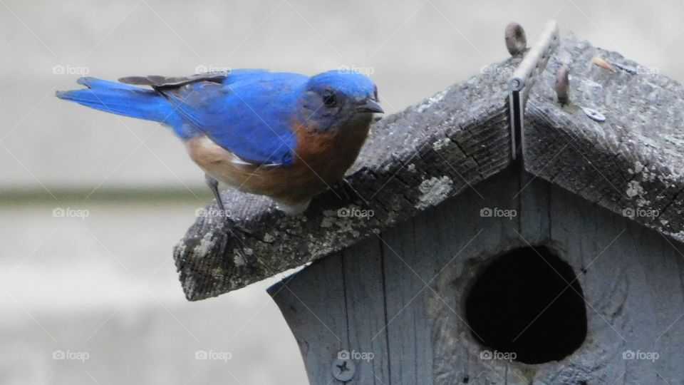 Back yard birds 