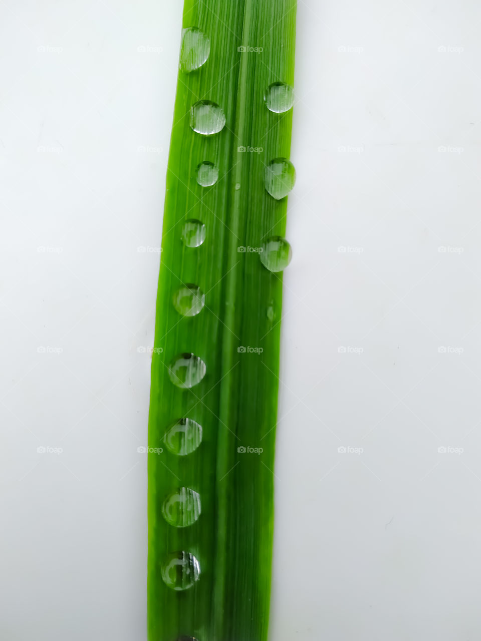 Water drop on leaf isolated on white background macro