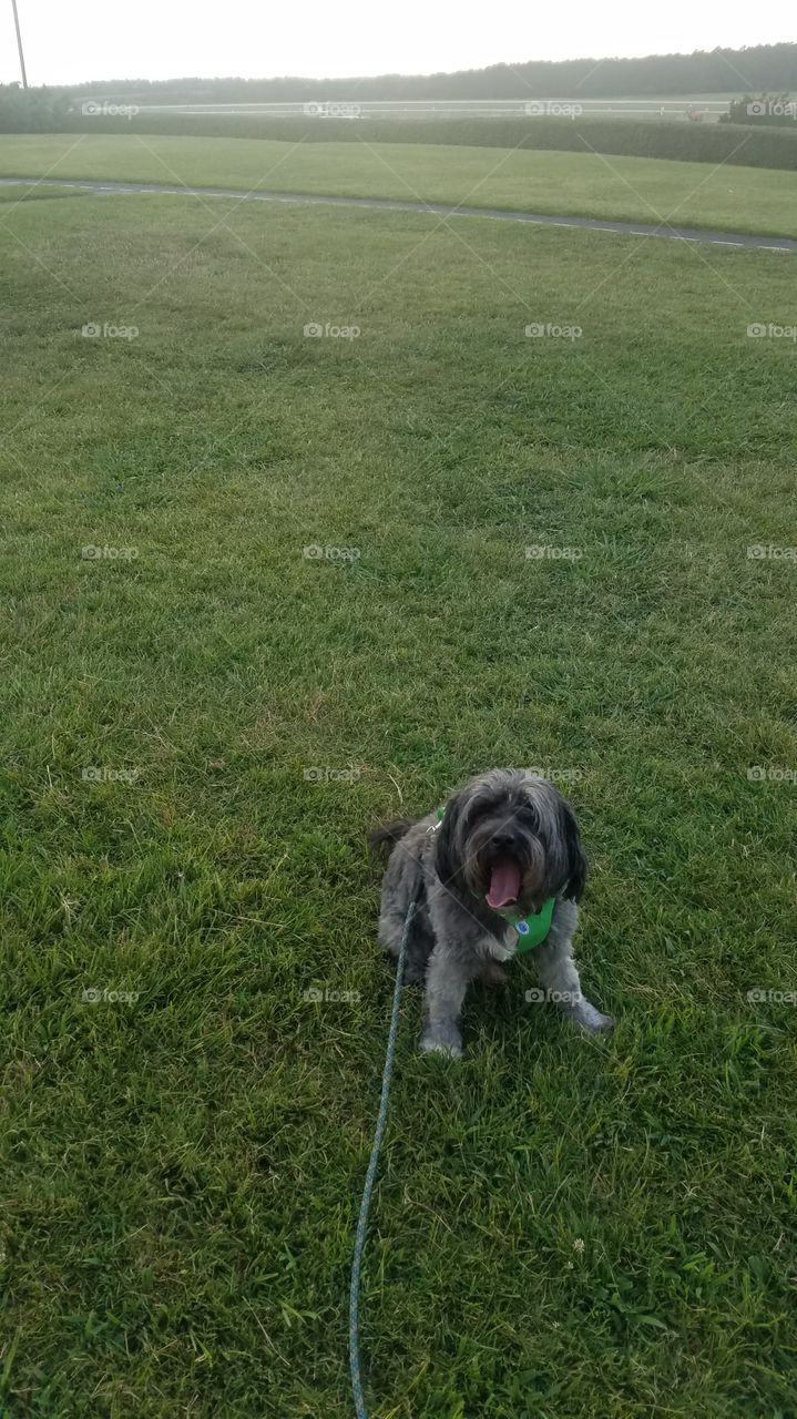 Tibetan Terrier Dog Yawning in Grass