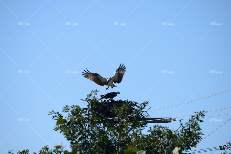 Osprey at the nest. Shot at pine key in the Florida keys