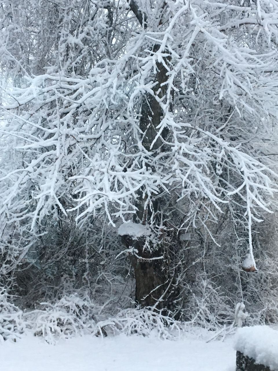 Beautiful snow coated tree. 