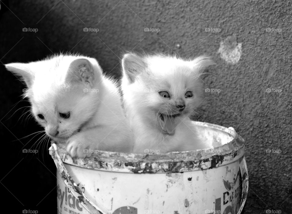 Two Funny Kitten Expression