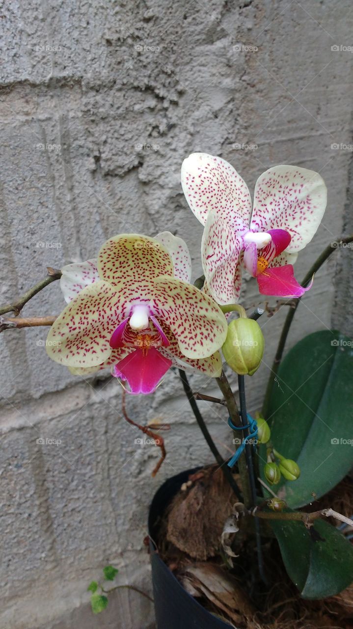 orquídea
