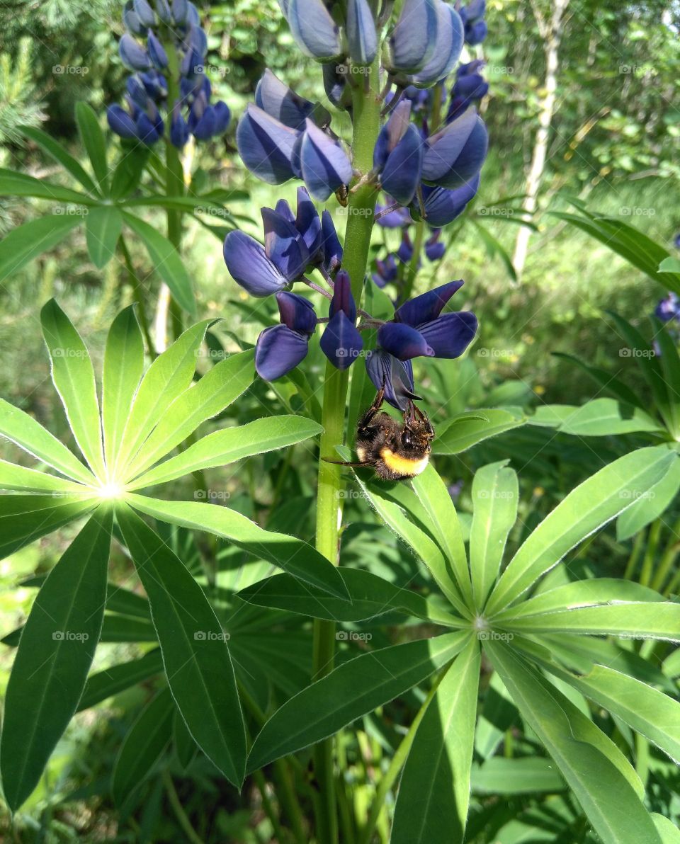 bumblebee on a flowers summer time