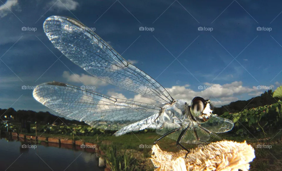 Dragonfly 