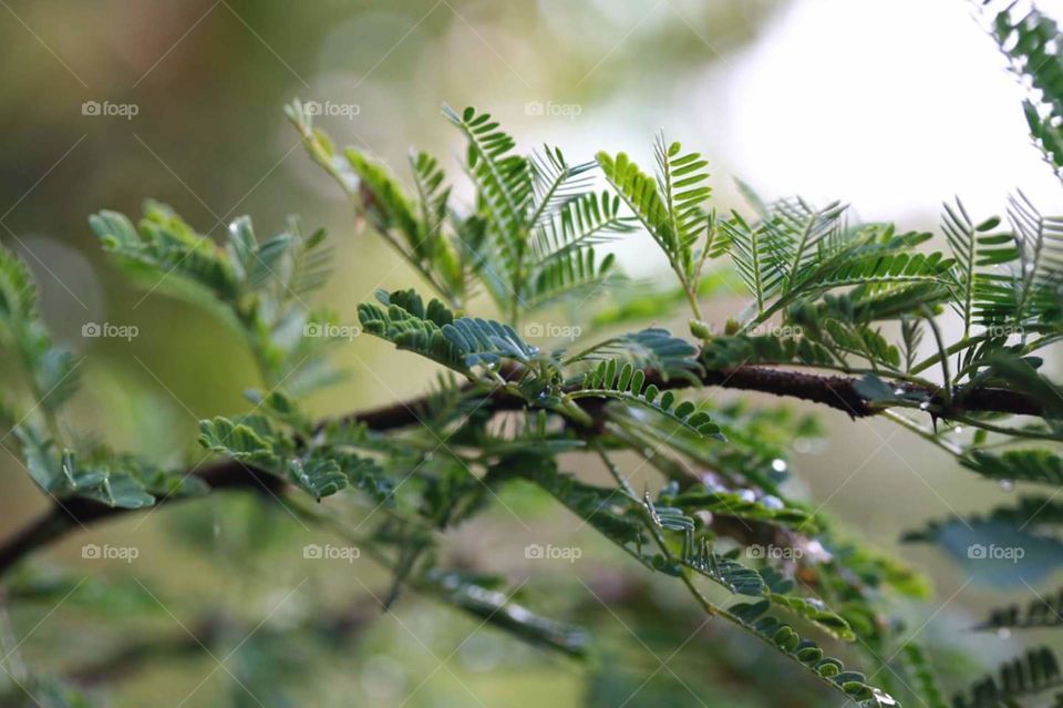 garden plant, foggy morning, background