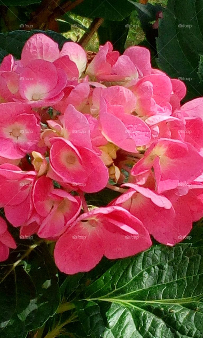 fiori del mio giardino