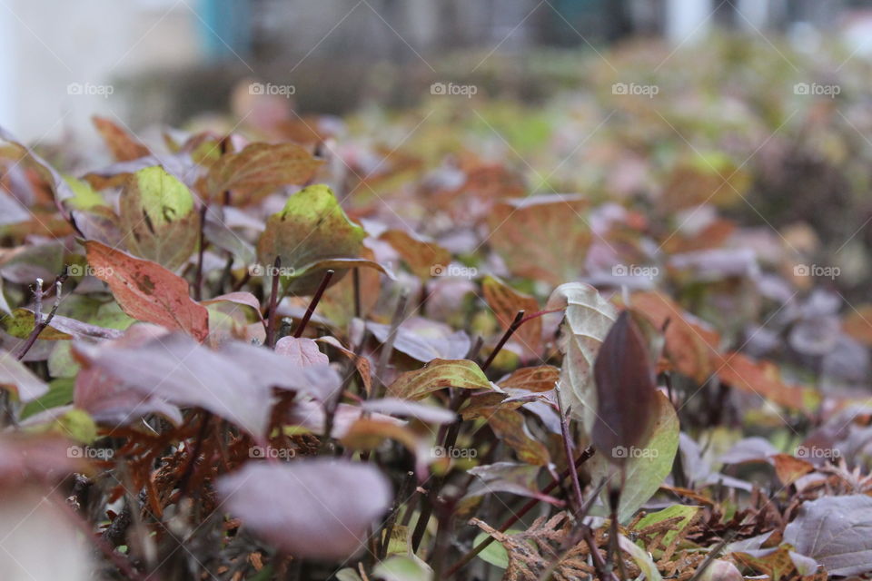 leaves in Autumn