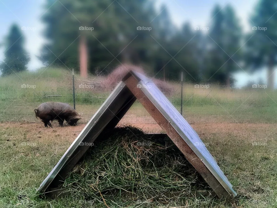 pig bed