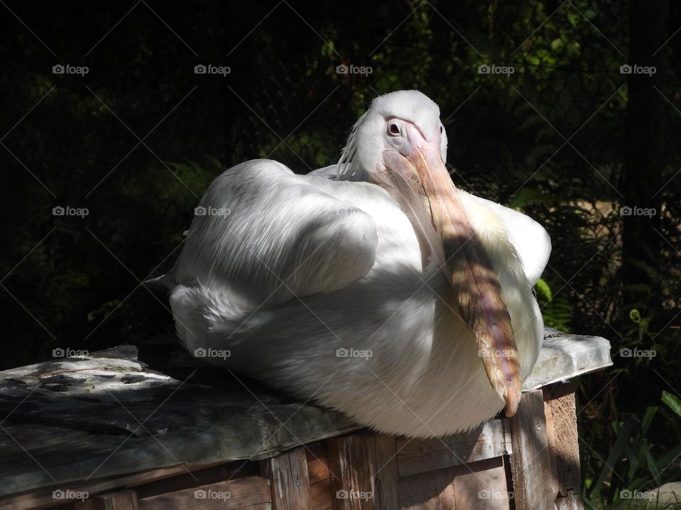 A close up of a pelican 